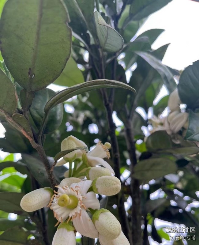 【踏青閑步】柚花