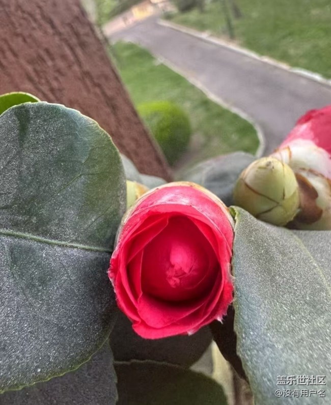 【踏青閑步】花蕾
