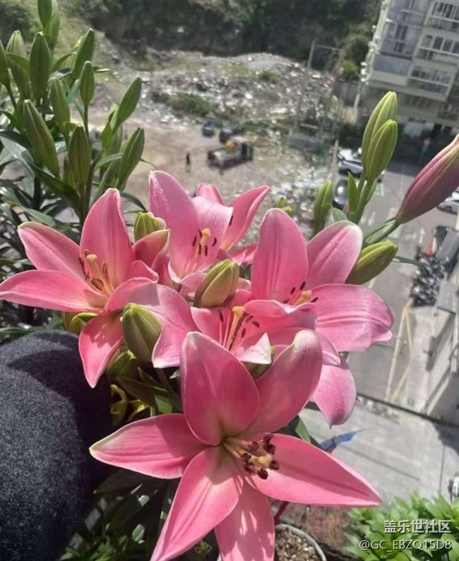 【踏青閑步】百合