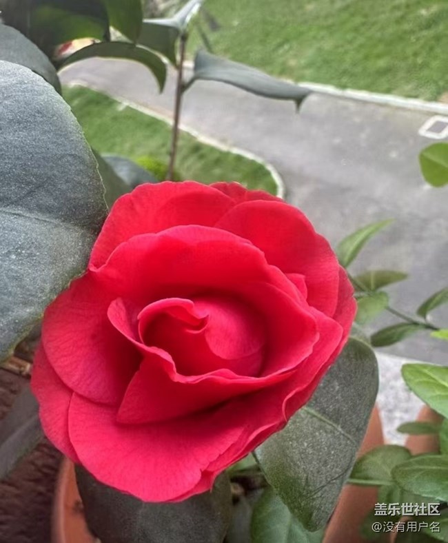 【踏青閑步】花蕾
