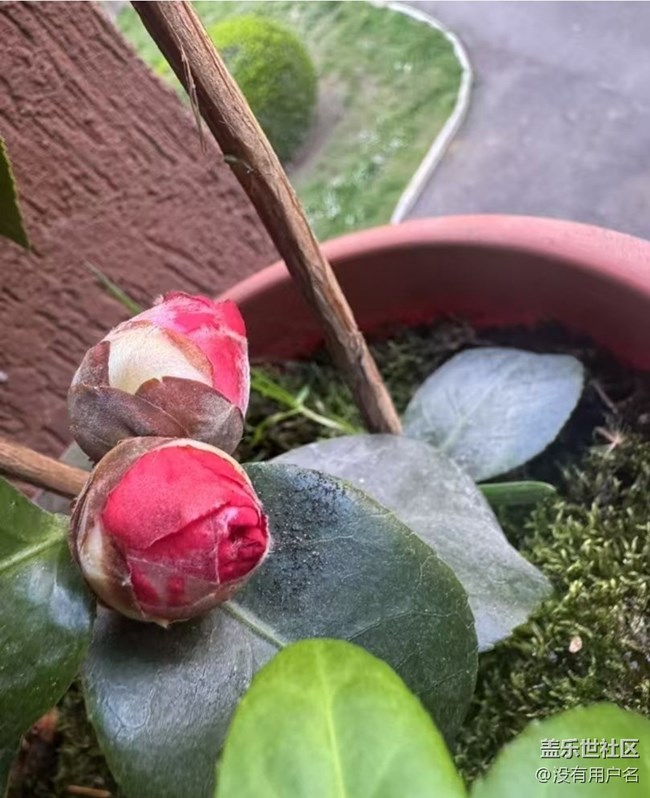【踏青閑步】花蕾