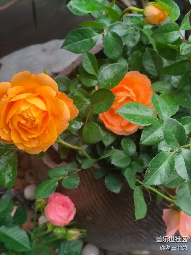 【踏青閑步】春季開花