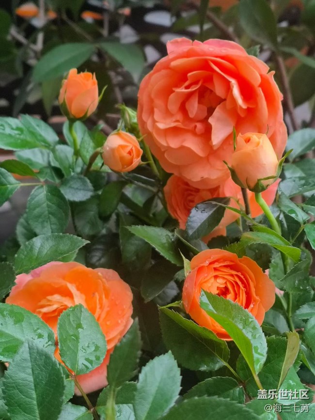 【踏青閑步】春季開花