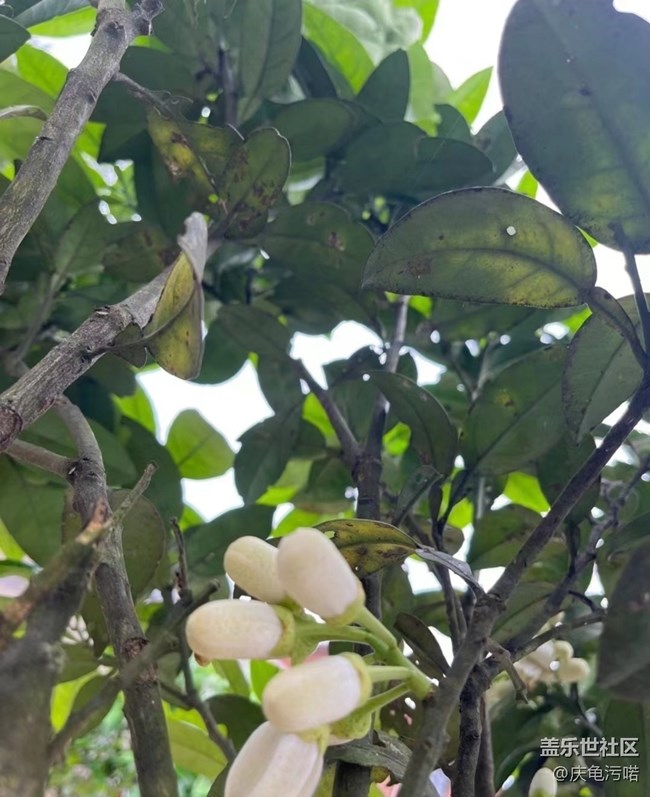 【踏青閑步】柚花