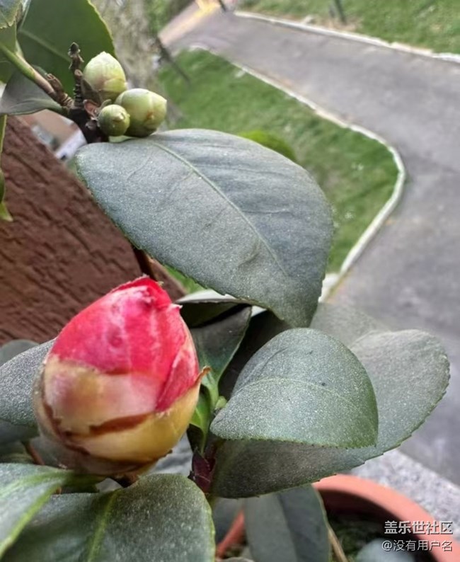 【踏青閑步】花蕾