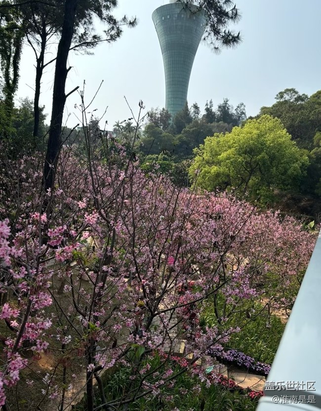 【踏青閑步】櫻花谷