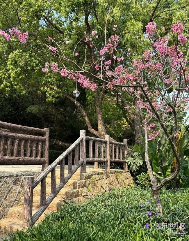 【踏青閑步】櫻花谷