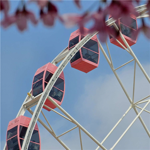 【行走的风景】樱花树和摩天轮