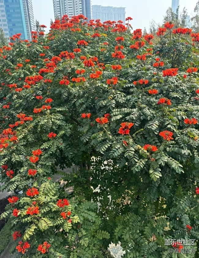 【踏青閑步】櫻花谷