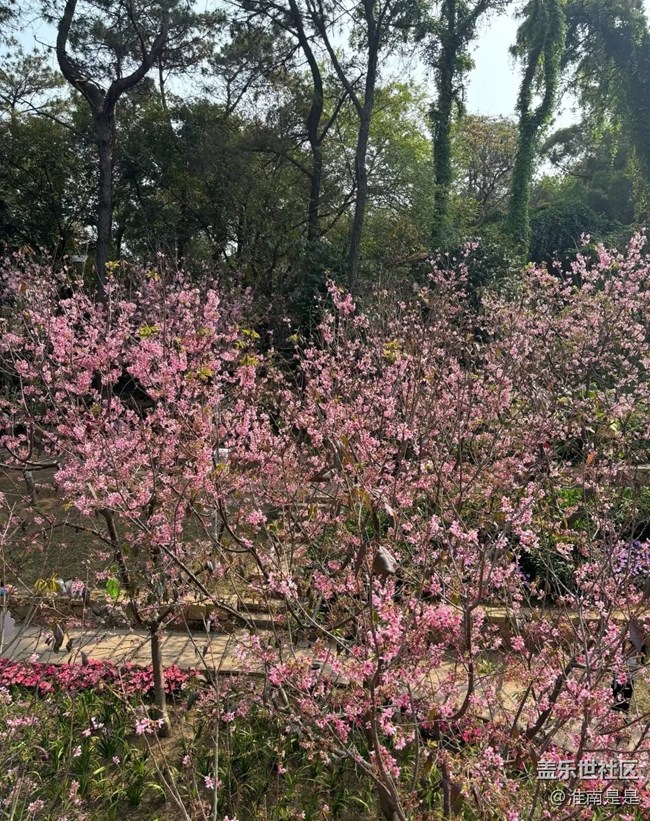 【踏青閑步】櫻花谷