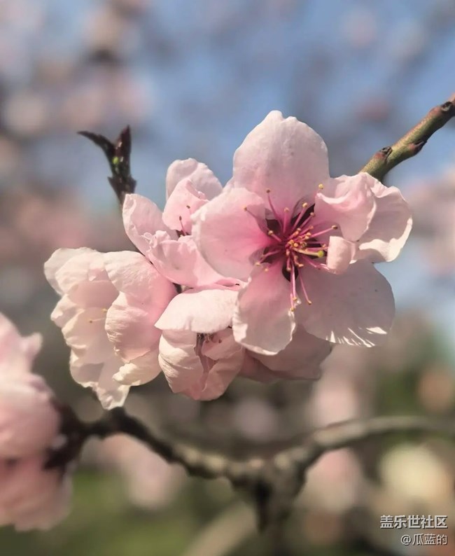【踏青閑步】賞花去