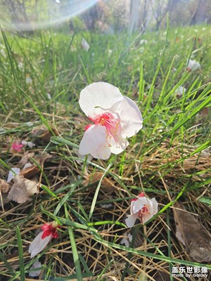 【行走的風(fēng)景】+邊走邊拍  落花不是無情物