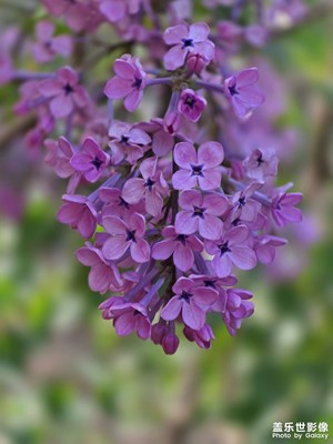 【行走的風(fēng)景】丁香花