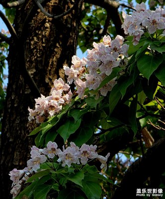 楸樹花