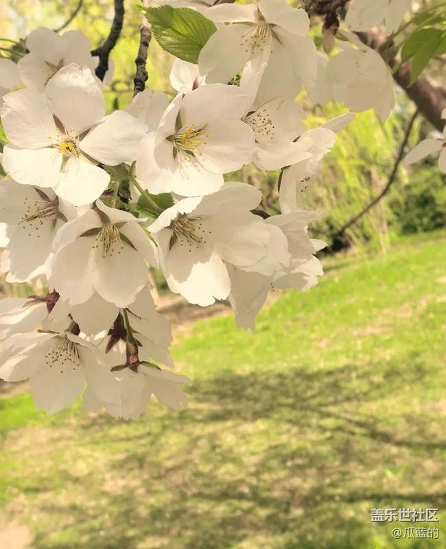 【踏青閑步】賞花去