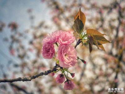 【行走的風(fēng)景】+春暖花開