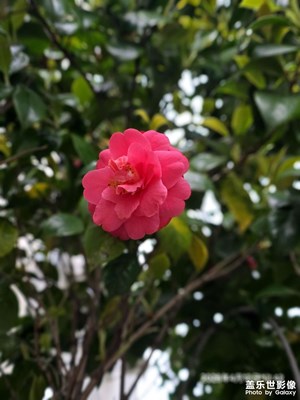 隨 手 一 拍