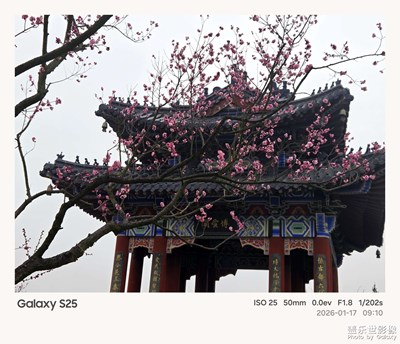 【行走的風(fēng)景】梅花