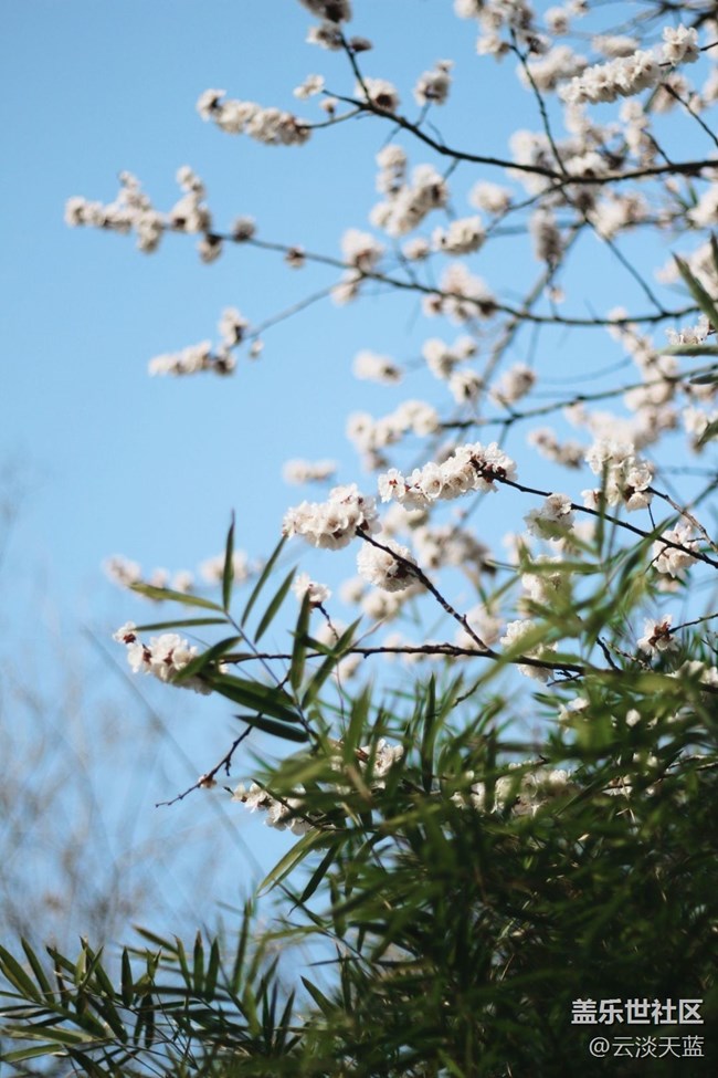 【踏青閑步】花影