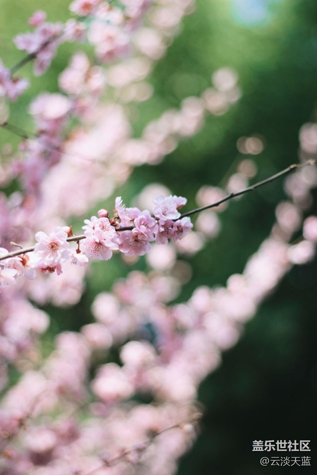 【踏青閑步】花影