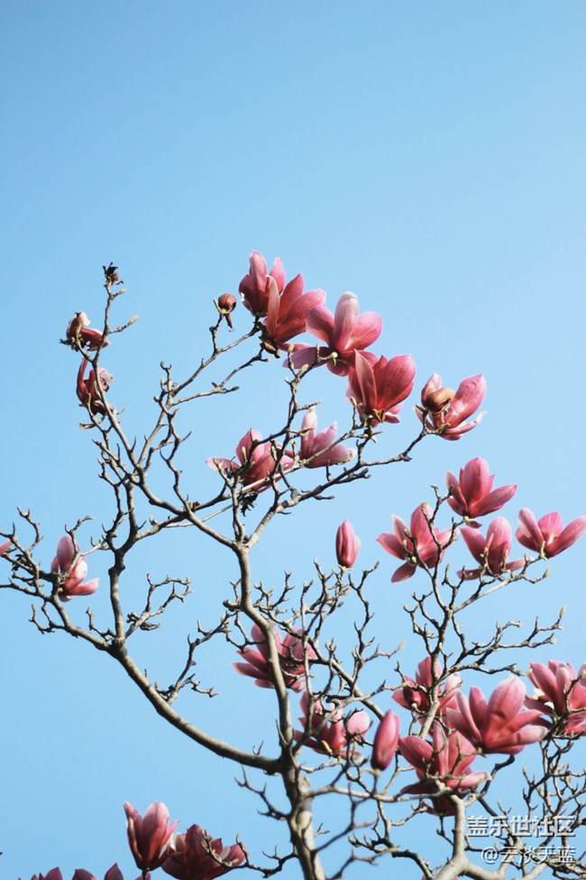 【踏青閑步】花影