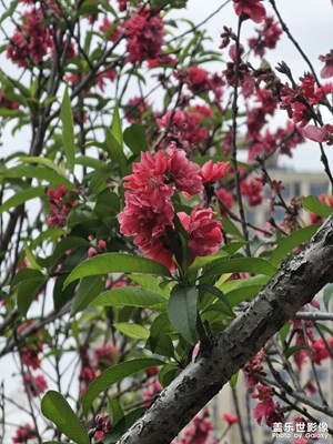 【聚焦四月】花開的季節(jié)