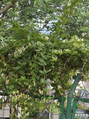 【聚焦四月】+重慶四月天