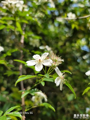 木香花