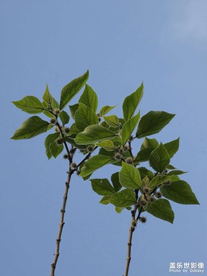 綠葉