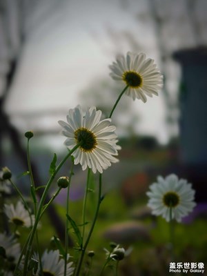 隨拍大濱菊