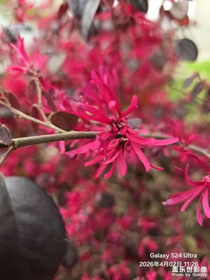 【聚焦四月】+紅花檵木