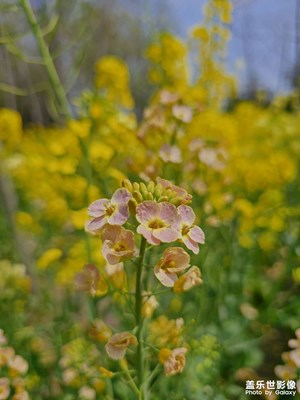 【聚焦四月】四月里的油菜花