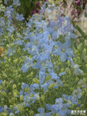 春花