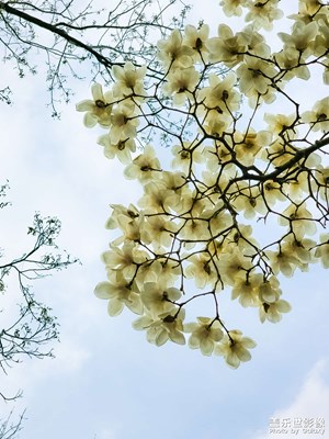 玉蘭花開｜春滿綠城