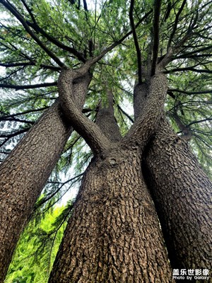 公園參天大樹