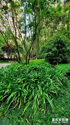 我的家鄉(xiāng)漢中多漂亮的一個(gè)城市