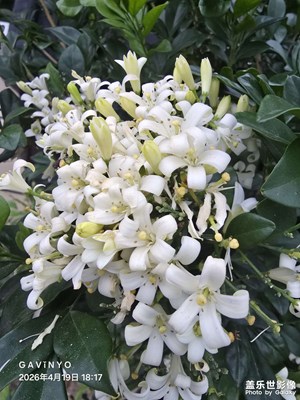 【聚焦四月】花香溢屏，溫柔私語