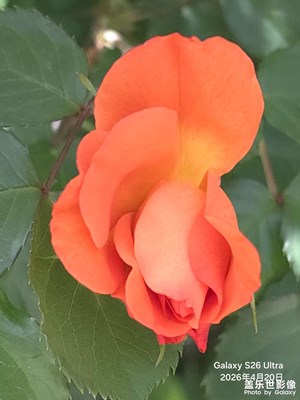 綠葉鮮花