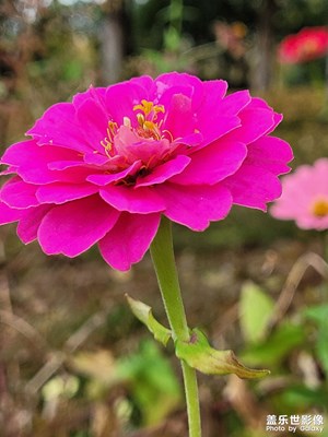 野菊