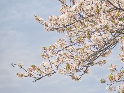【聚焦四月】+櫻花季