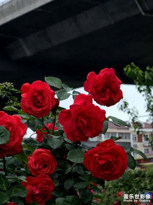 月季薔薇綻放，點綴城市美好。