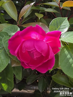 綠葉襯芳華