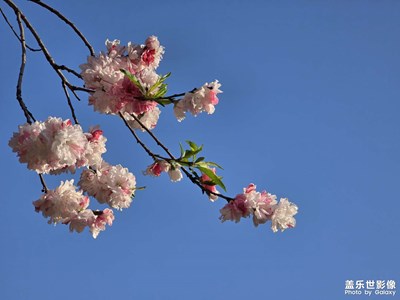 【聚焦四月】碧桃的花