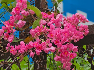 【聚焦四月】植物多彩