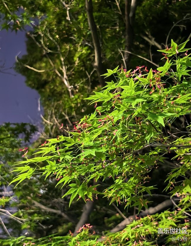 【行旅閱山河】公園看花