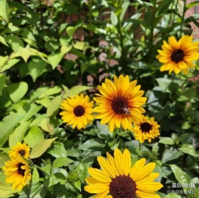 【行旅閱山河】花園
