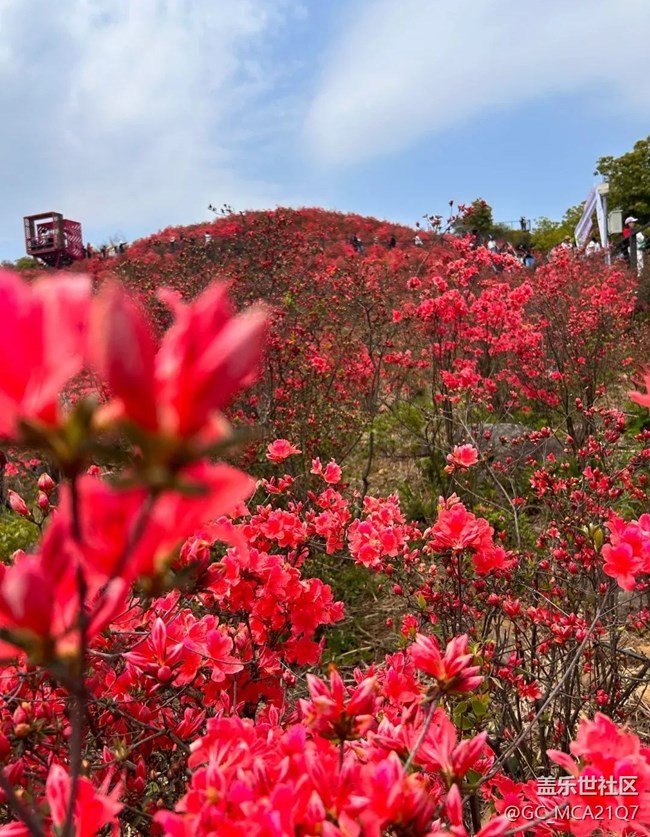 【行旅閱山河】滿山杜鵑