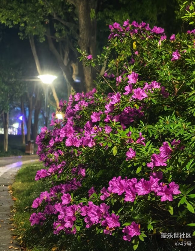 【行旅閱山河】公園看花