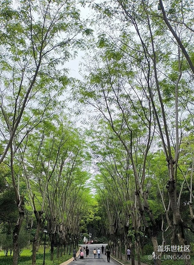 【行旅閱山河】花開正旺