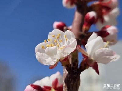 S24ultra 拍春天的花